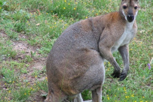 Австралія була звільнена з кенгуру до нападу на її дитину Австралія була звільнена з кенгуру до нападу на її дитину